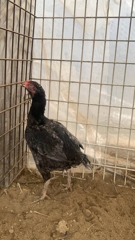 aseel hen breeder 1