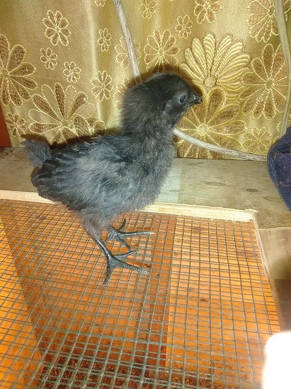 ayam cemani male grey tongue and chicks 3