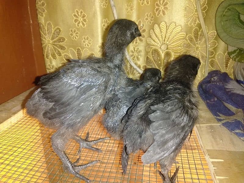 ayam cemani male grey tongue and chicks 4