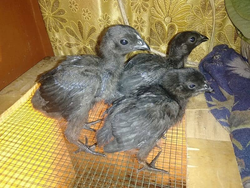 ayam cemani male grey tongue and chicks 5