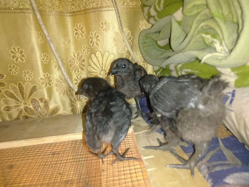 ayam cemani male grey tongue and chicks 6