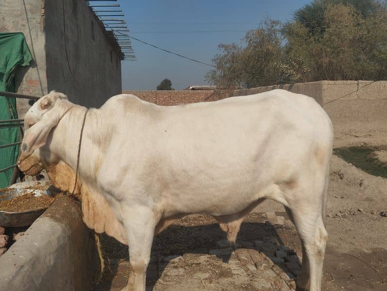 Zeeshan dairy form chowk Chadhar 1