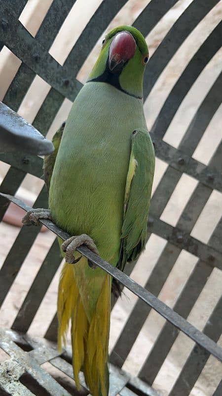 Speaking parrots pair 1