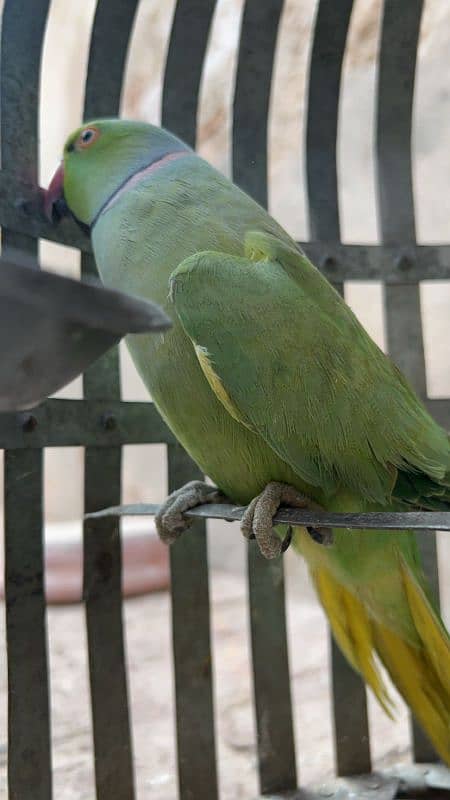 Speaking parrots pair 2