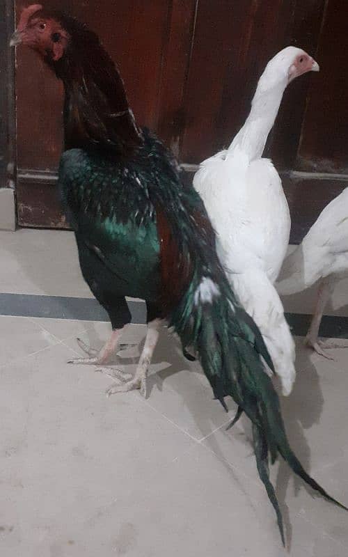 pure aseel for sale 5