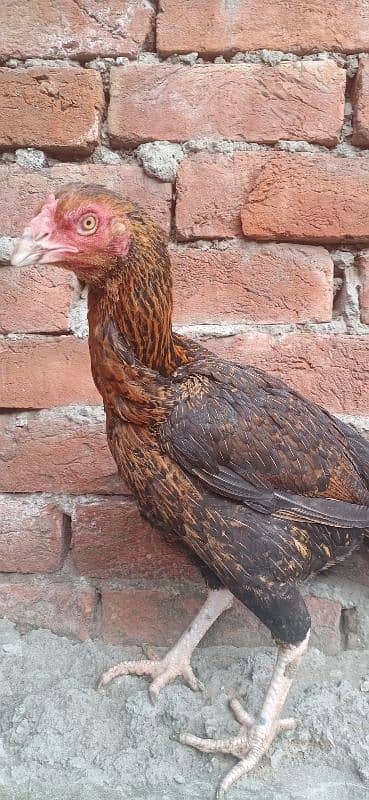 Mianwali female urgent sale 0