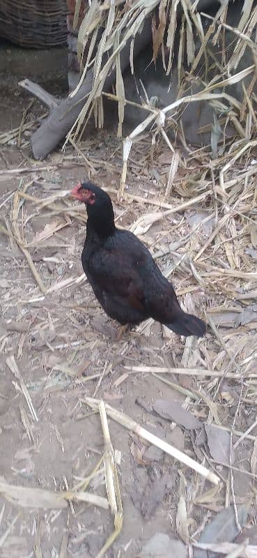 Aseel hen for sale 2