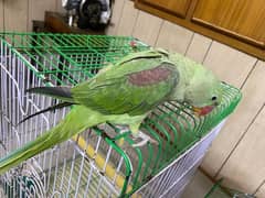 Kashmiri Raw parrot for sale