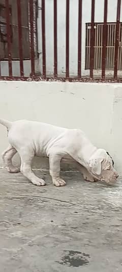 export quality Pakistani old bully  Dog male puppy