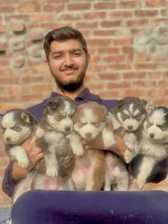 husky puppies