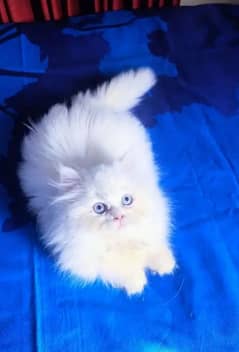 Persian cat 2 month for sale