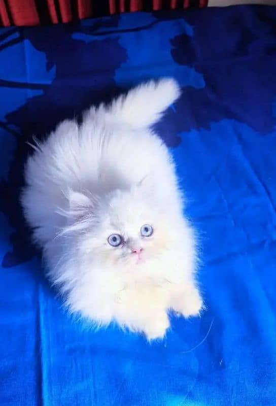 Persian cat 2 month for sale 0