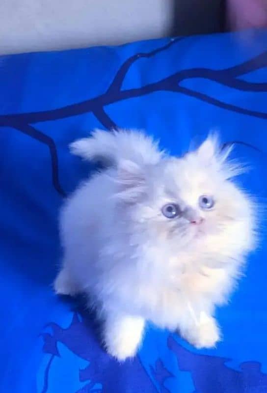 Persian cat 2 month for sale 1