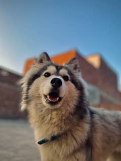 Husky