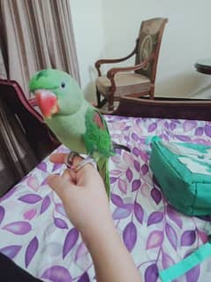 Hand tamed raw parrot. very active and learning. Know how to whistle.