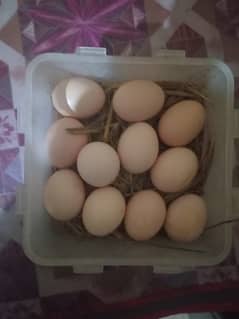 aseel , thai breed fertile eggs||wtsp 03352725996