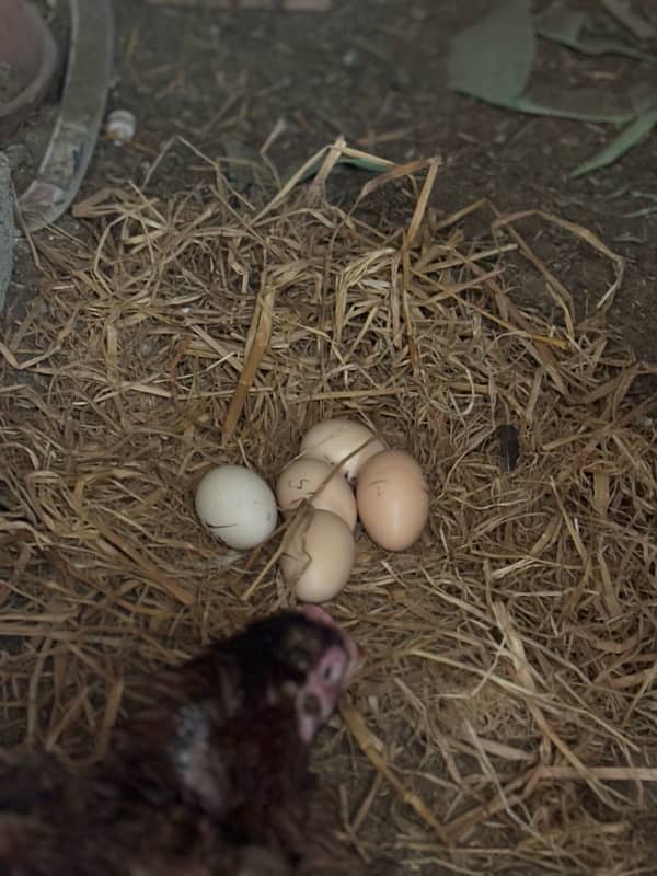 aseel , thai breed fertile eggs||wtsp 03352725996 2