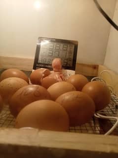 incubator for sale