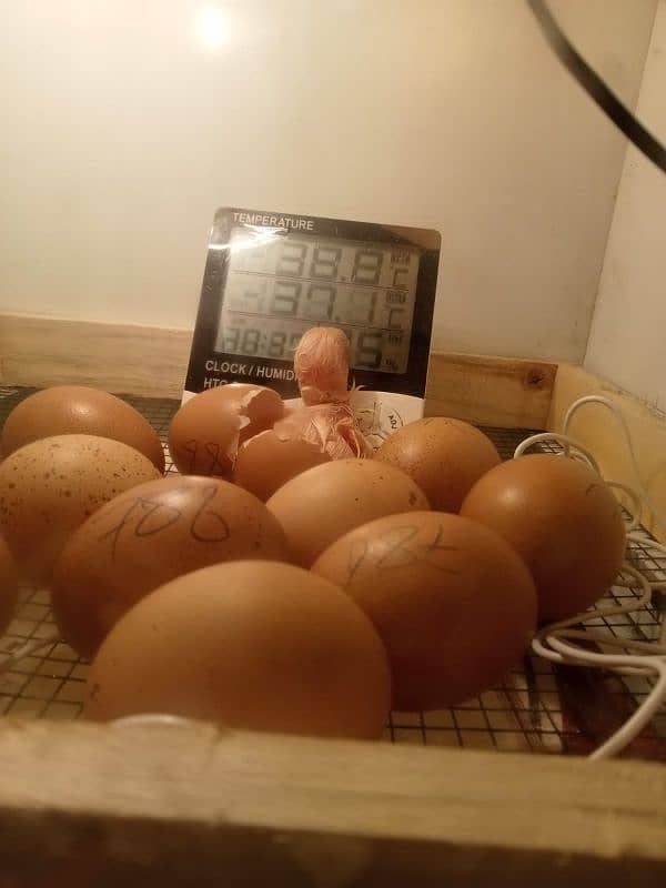 incubator for sale 0