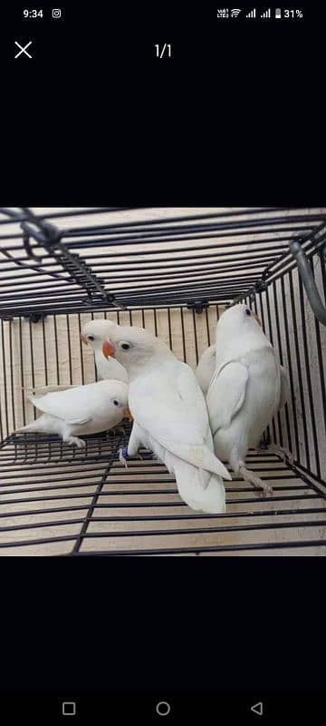 Dove khumbra pair ha 4