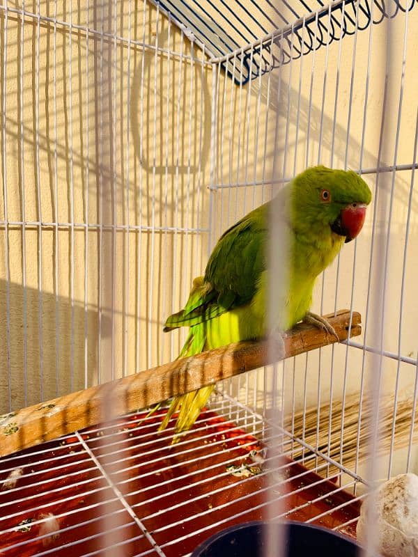 Parrot 2