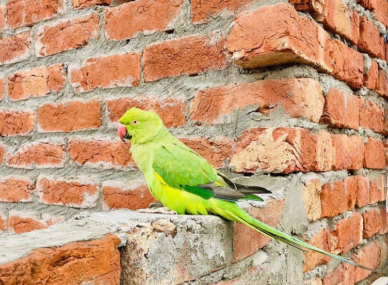 Parrot 3