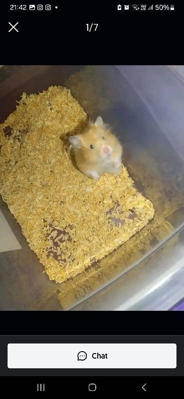 cute syrian hamster 0