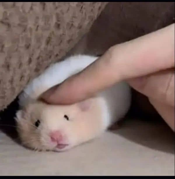 cute syrian hamster 1