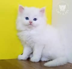 Persian cat