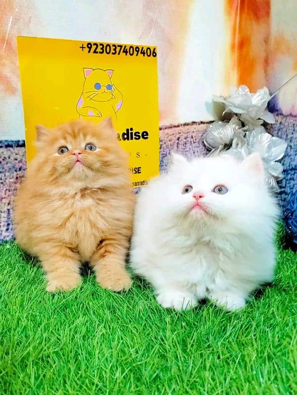 Persian kittens for sale Only contact whatup number 03292450497 1