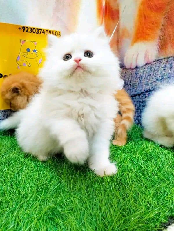 Persian kittens for sale Only contact whatup number 03292450497 2