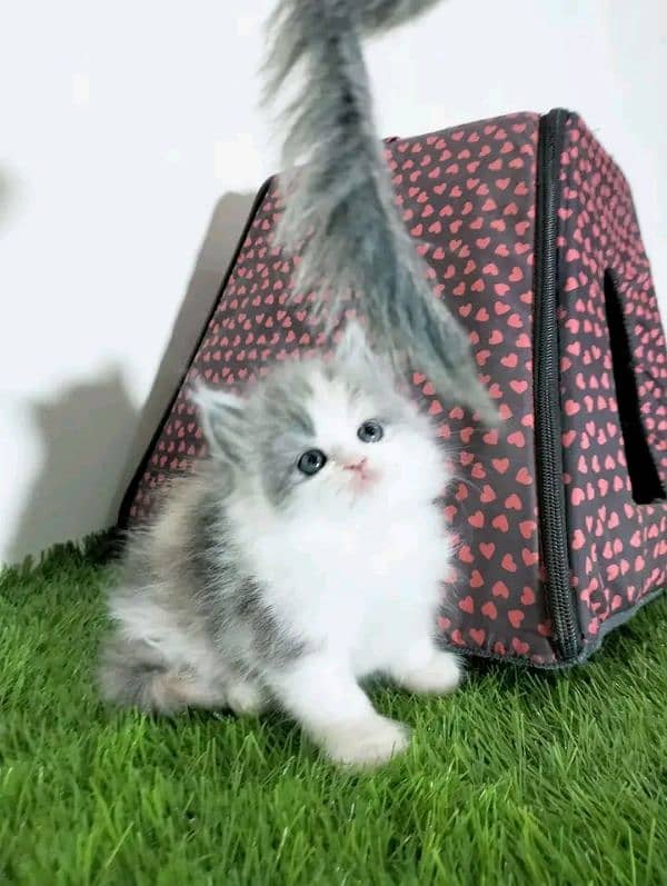 Persian kittens for sale Only contact whatup number 03292450497 4