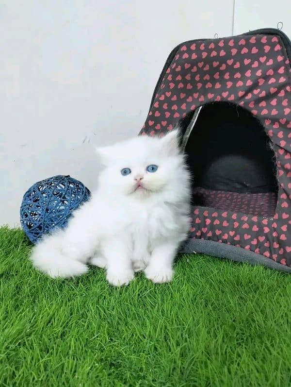 Persian kittens for sale Only contact whatup number 03292450497 5