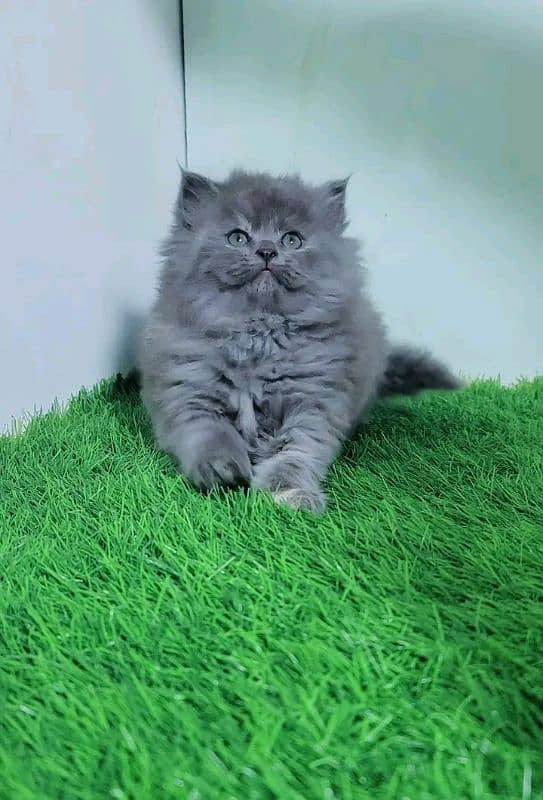 Persian kittens for sale Only contact whatup number 03292450497 7