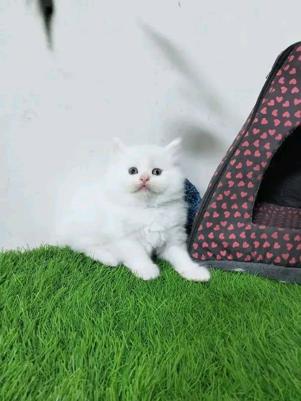 Persian kittens for sale Only contact whatup number 03292450497 8