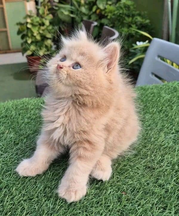 Persian kittens for sale Only contact whatup number 03292450497 12