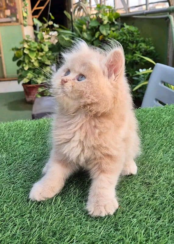 Persian kittens for sale Only contact whatup number 03292450497 13