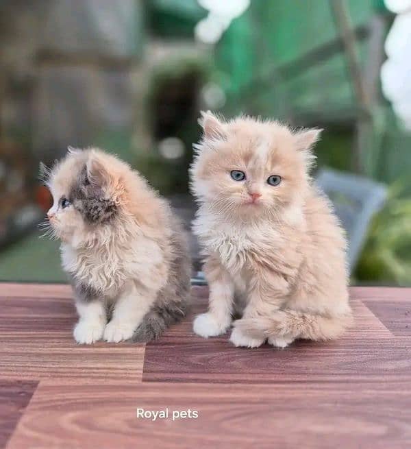 Persian kittens for sale Only contact whatup number 03292450497 14