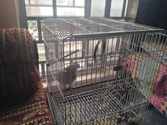 Congo African Grey parrot fully tammed (Size Big)