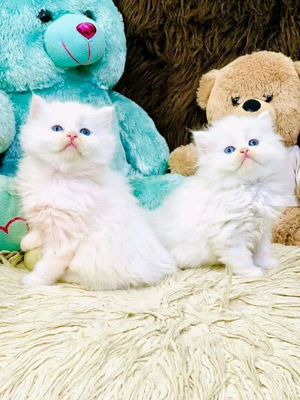 Persian kittens for sale Only contact whatup number 03201711036 0