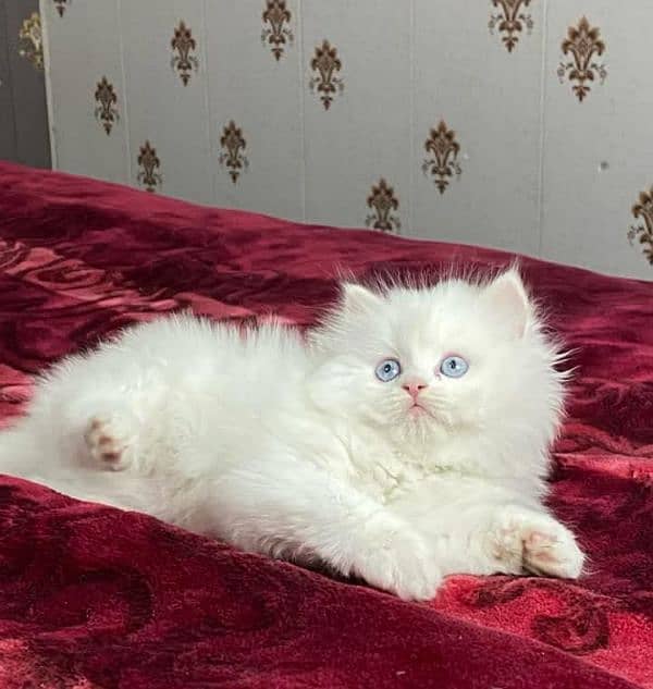 Persian kittens for sale Only contact whatup number 03201711036 2