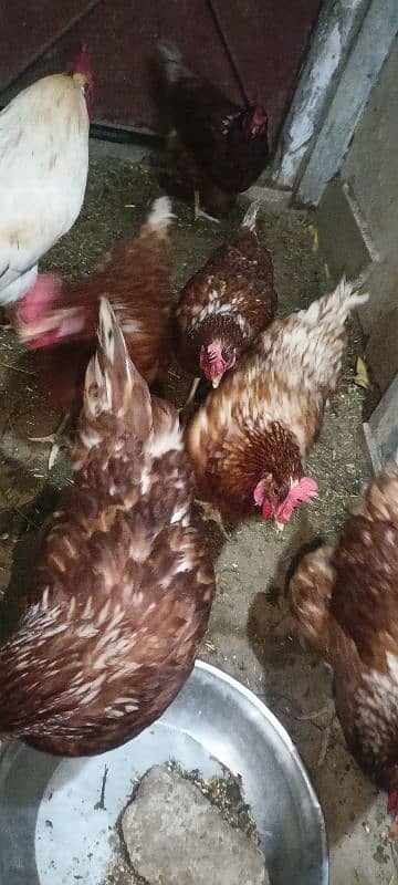 egg laying lohmann brown hens 0