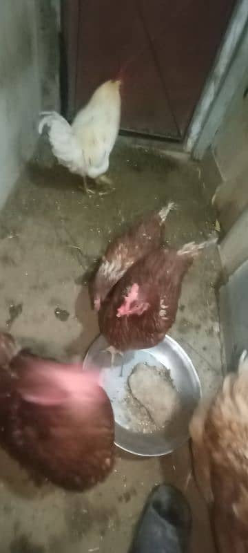 egg laying lohmann brown hens 1