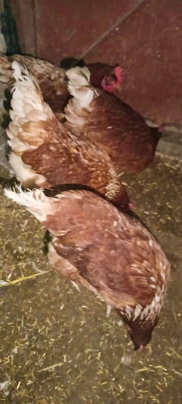 egg laying lohmann brown hens 2