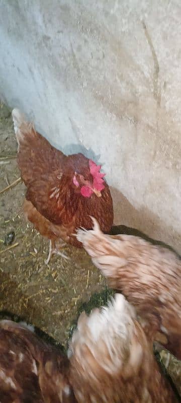 egg laying lohmann brown hens 3