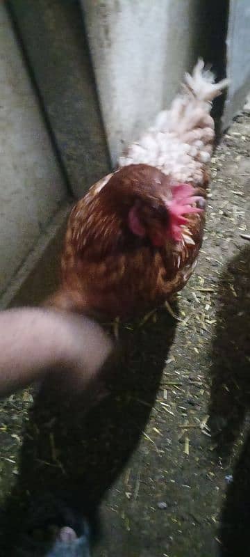 egg laying lohmann brown hens 4