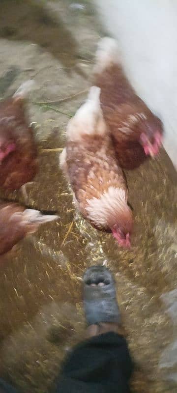 egg laying lohmann brown hens 5