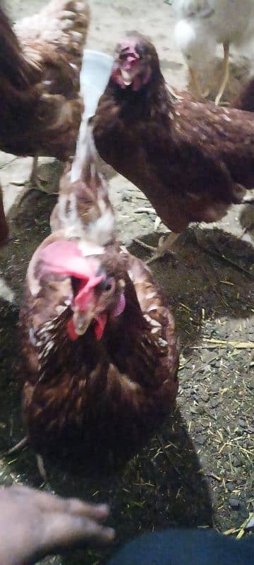 egg laying lohmann brown hens 6