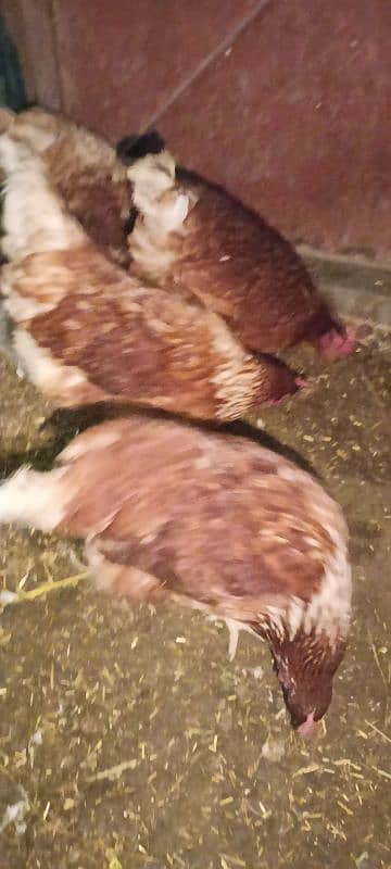 egg laying lohmann brown hens 7