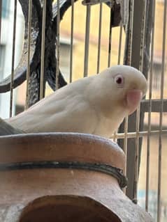 love birds beautiful pairs breeder available